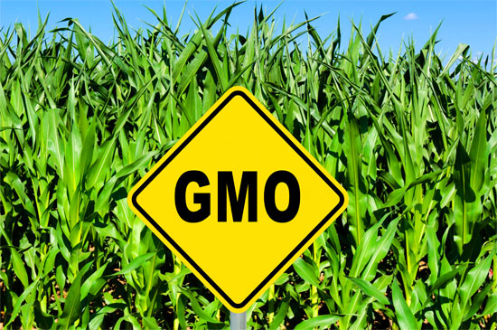 about-GMOs-food-farm-field
