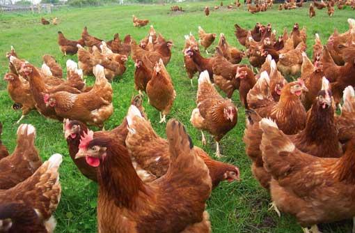 Lohmann-Brown-Chickens-in-South-Africa